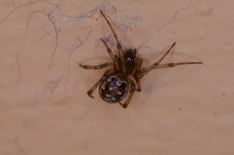 Steatoda_grossa_D3207_Z_85_Valle Gran Rey_Spanje.jpg